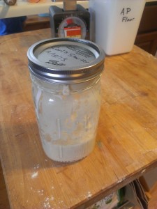 mature starter in a quart jar
