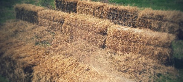 straw bale garden – beginning